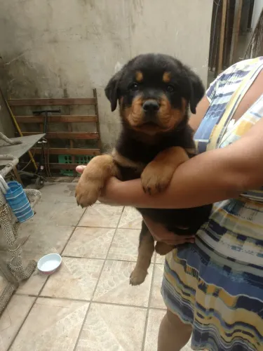 Filhotes de Rottweiler Cabeçudos