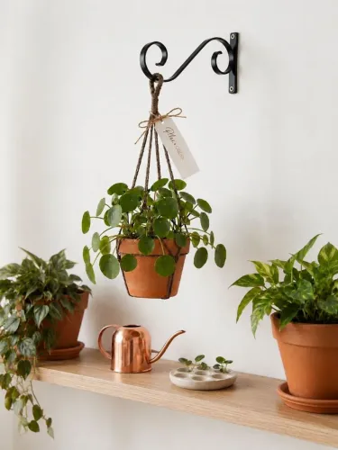 Suporte de Plantas, Colonial