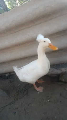 Marrecos pompom macho