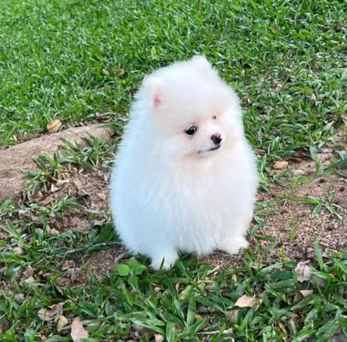 Lulu Pomerânia