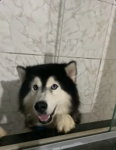 Doa se husky siberiano