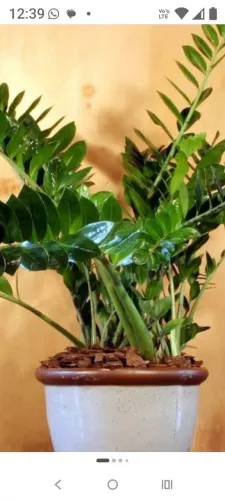 Promoção de mudas de plantas zamiocuca