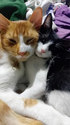 Adoção/Gato Macho Adulto Laranja e Branco