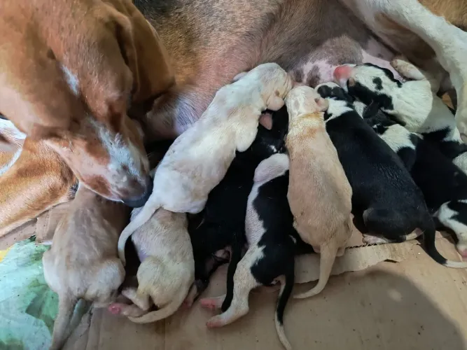 Filhotes Fox Hound Americano 