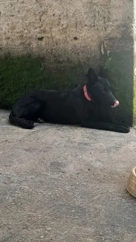 Vendo Pastor Belga Fêmea 