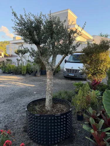 Oliveira Adulta Linda para Jardim
