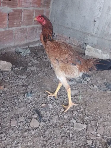 Índio gigante franga 