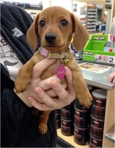 Basset / Dachshund Companhia que se torna essencial