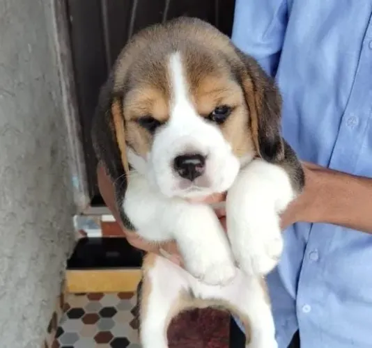 Beagle Mini Filhotes Padrão Exposição.