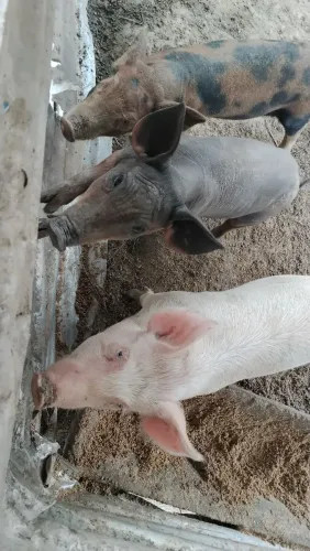 Vendo porcos