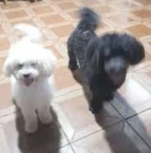 Casal de poodle