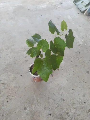 Muda de uva