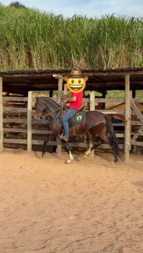 Vendo cavalo manga larga no registro provisório 4/5 meses marcha batida 