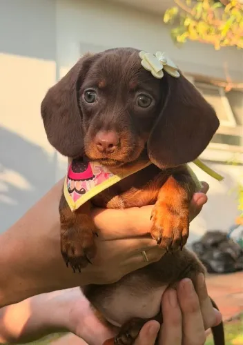 Dachshund / Linguicinha / Salsicha  Filhotes Chocolates
