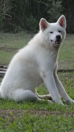 Akita 2 anos para cruza