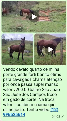 Cavalo 