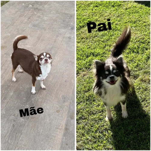 Filhote de chihuahua
