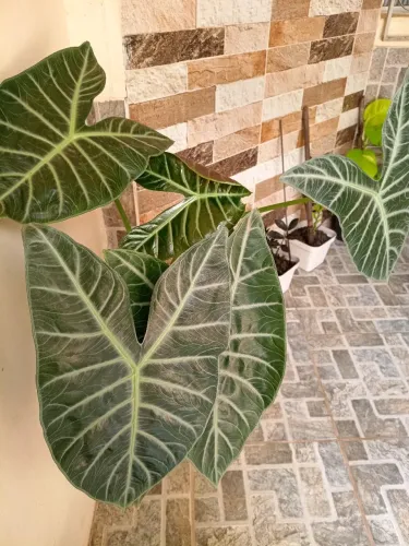 Vaso grande de alocasia