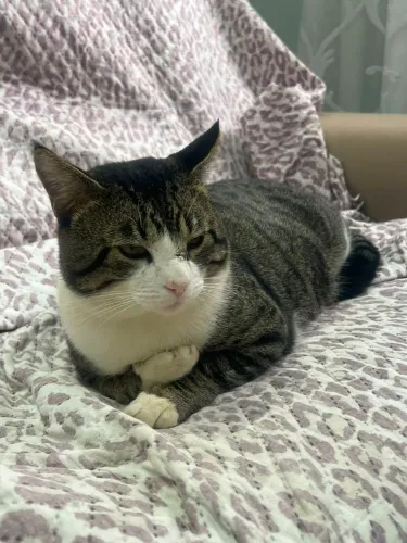 Gatinho pra doação *pinhais