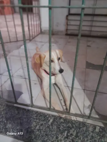 Estou doando esse cachorro 