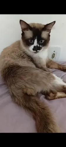 Gato 1 ano para adoção 