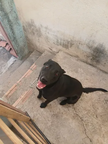 Cachorro Raça Mista