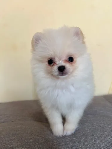 spitz alemão
