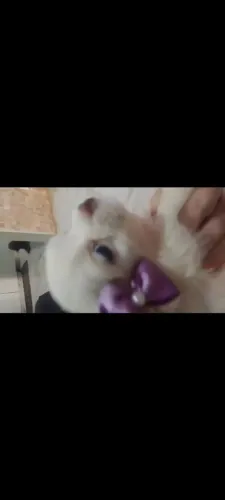 Linda fêmea Shitzu