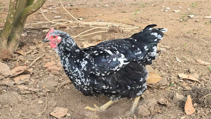 Galinha e galos otima genetica