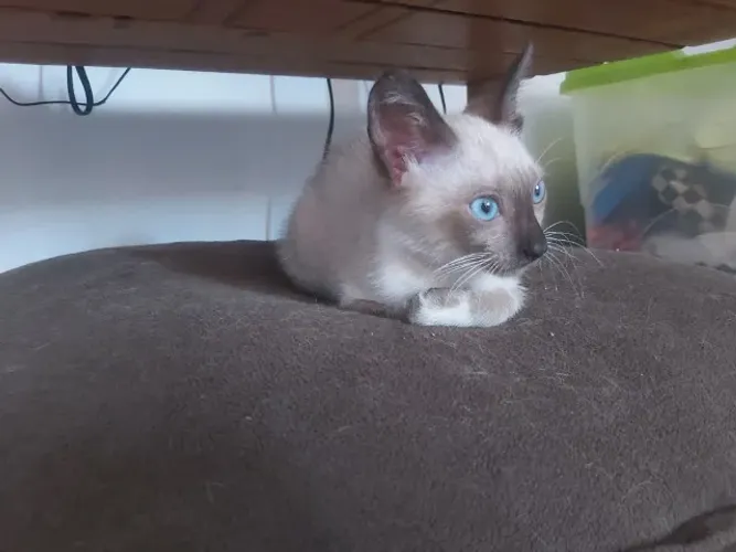 Adoção Responsável Gato Filhote Siamês FivFelv Negativo Vermifugado Garanto Castração
