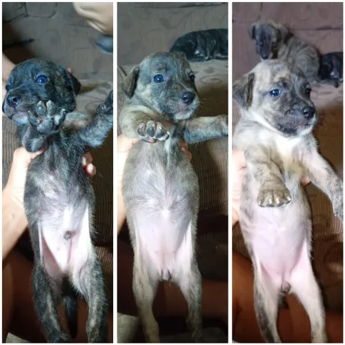 Filhote pra doação tem 1 mês de vida