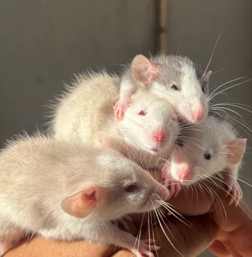 Filhotes de rato dumbo, ótimos pets