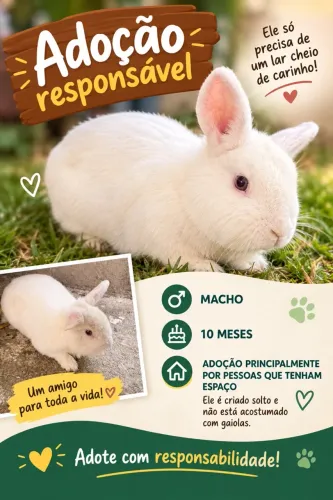 Doação de coelho