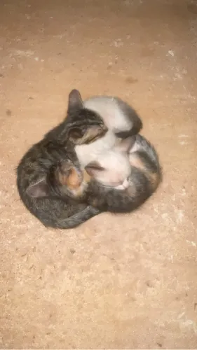 Gatinho para adoção 