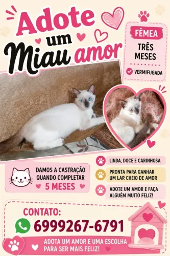 Doação de gatinha