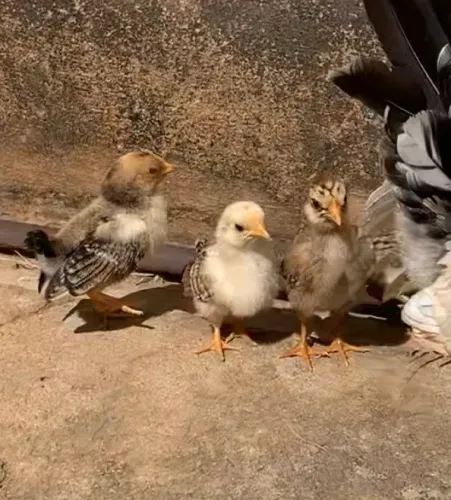 6 Pintinhos Raça garnisé