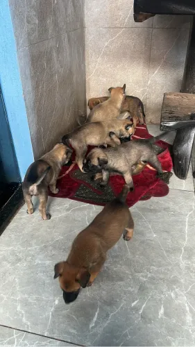 Pastor Belga Malinois 
