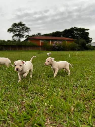 Dogo argentino