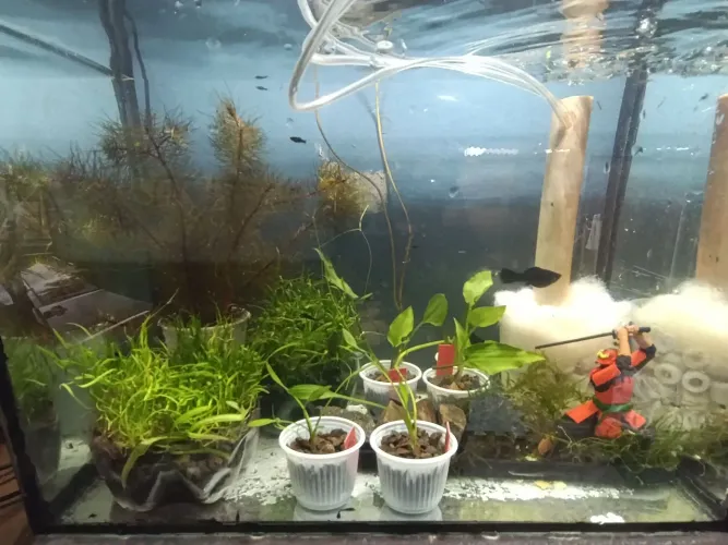 Plantas de aquario