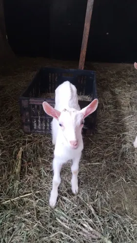 Vendo cabrito saane