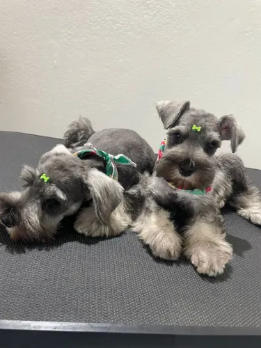 Lindos filhotes de Schnauzer miniatura disponíveis!