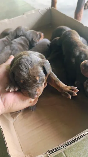 FILHOTES DE DOBERMAN. Pedigree com Registro CBKC