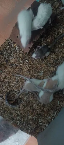 Gerbil 