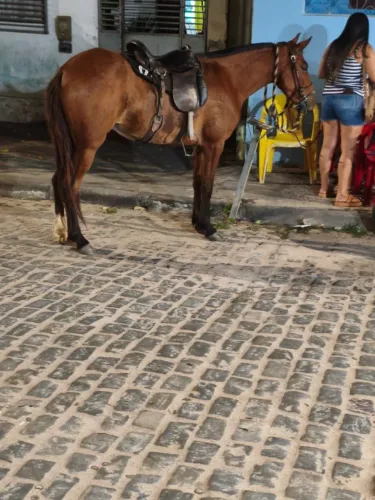 Vendo égua