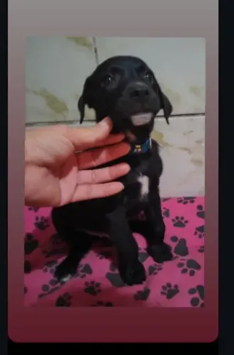 Cachorro filhote para adoção 