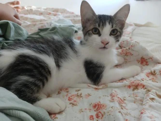 Gatinha Popelina para Adoção