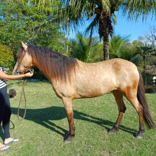 Cavalo/Egua
