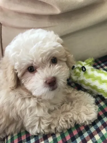 Filhotes de Poodle - Uma Escolha Perfeita para Quem Ama Cães