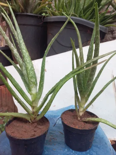 Mudas de Aloe vera(babosa)vaso 10$