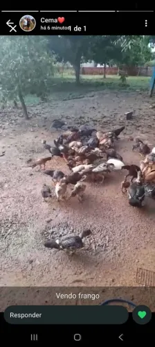 Frango